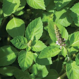 Medicinal Cooking, Tulsi Basil, Tulsi Leaves, Ocimum Tenuiflorum, Basil Herb, Growing Basil, Basil Seeds, Basil Plant, Herb Gardening