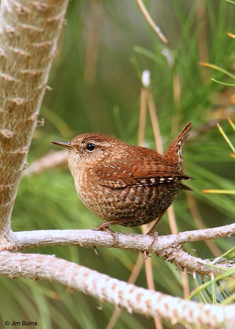 House wren Winter Wren, The Divine Feminine, British Wildlife, Kinds Of Birds, Singing Voice, Backyard Birds, Bird Pictures, All Birds, Pretty Birds