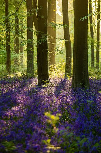 West Woods Bluebells 3 | Flickr - Photo Sharing! Rainforest Backyard, Pretty Forest, Bluebell Woods, Wiltshire England, Woods Forest, Woodland Flowers, Enchanted Wood, Forest Bathing, Woodland Garden