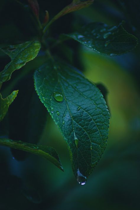 Leaf Photo, Water On Leaf, Leaf With Water Drop, Green Leaf Photography, Water Droplets Photography, Rainy Day Photography, Water Droplets On Leaves, Leaf Macro Photography, Water Drops On Leaf