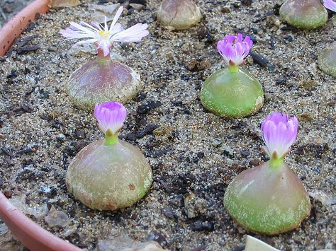 Conophytum Burgeri, Succulent Species, Succulent Bonsai, Air Plant Terrarium, Plant Information, Unusual Plants, Artificial Succulents, Succulent Terrarium, Faux Succulents