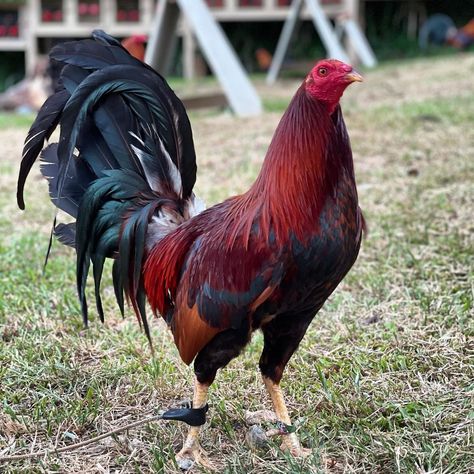 Rooster Breeds, Gamebirds, Game Fowl, Bass Fishing Shirts, Eagle Pictures, Chicken Farming, Game Birds, Chicken Breeds, Backyard Games