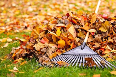 Fall Garden Checklist, Fall Lawn Care, Garden Checklist, Fall Lawn, Yard Cleanup, Raking Leaves, Fall Clean Up, Fall Cleaning, Garden Care