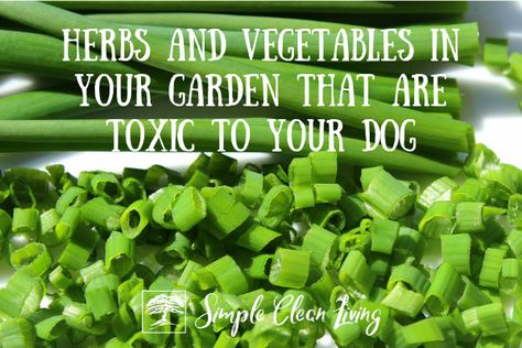 Herbs and Vegetables in Your Garden That are Toxic to Your Dog Garlic For Dogs, Plants Toxic To Dogs, Society Garlic, Bean Plant, Aloe Plant, Culinary Herbs, Clean Living, Tomato Plants, Planting Vegetables