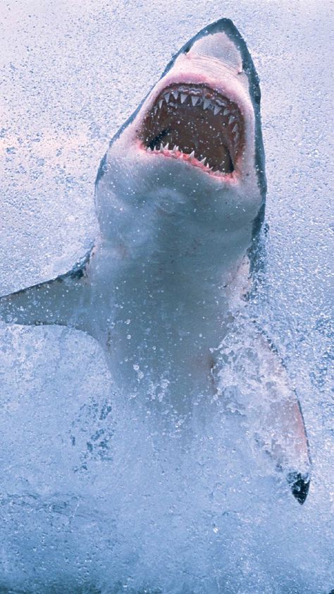 Shark coming out of the water Shark Pictures, Shark Bait, Creepy Stuff, The Great White, White Sharks, Shark Week, Great White Shark, Great White, Ocean Creatures