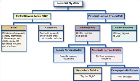 What are the somatic nervous system, parasympathetic nervous system, sympathetic nervous system and ANS? | Socratic Somatic Nervous System, Nervous System Anatomy, Neurological System, Veterinary School, Peripheral Nervous System, Motor Neuron, Basic Anatomy And Physiology, Brain Stem, Parasympathetic Nervous System