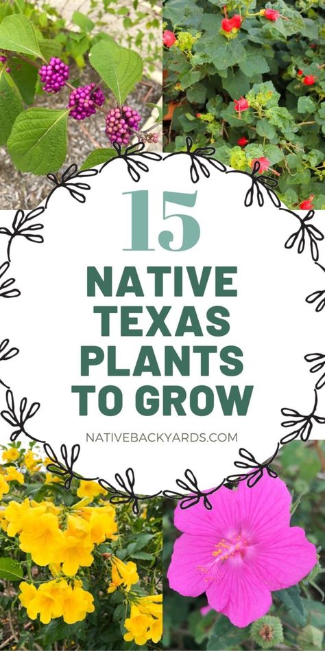 These gorgeous Texas native plants are not only beautiful they are low maintenance and easy to grow in your yard! Texas Native Plants Landscaping, South Texas Landscaping, Native Texas Plants, Native Plant Landscape, Texas Landscaping, Xeriscape Landscaping, Texas Plants, Texas Native Plants, Texas Gardening