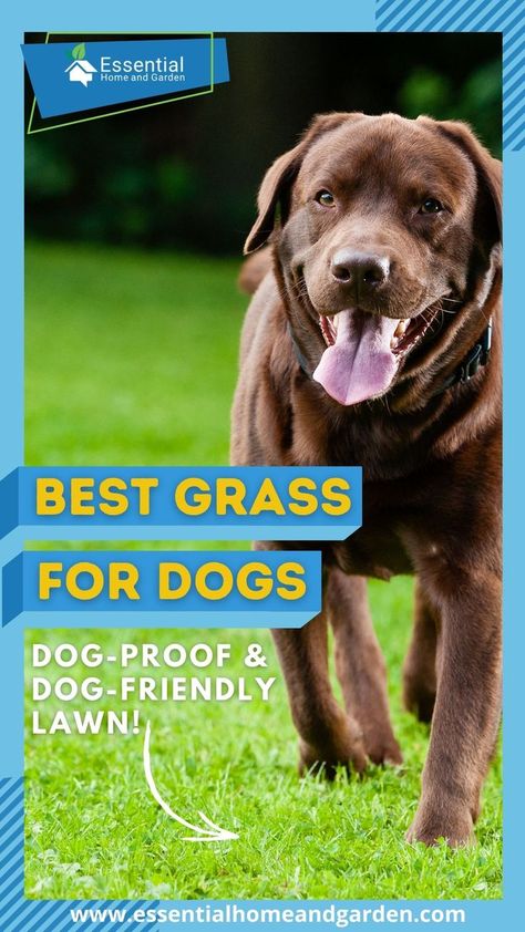 Backyard With Dogs, Dog Run Ideas, Dog Trolley, Dog Run, All Types Of Dogs, Dog Yard, Dog Kennel Outdoor, Dog Essentials, Muddy Paws