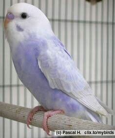 April 2013- I got my first bird, a purple budgie. I named the bird Buddy. Buddy was literally my life. Everyday I would take Buddy out of his cage and he would sit on my shoulder 24/7. I would do everything, from eating to doing homework to getting ready for school, with him on my shoulder. Unfortunately only two weeks after I got Buddy, he passed away for an unknown reason. I loved Buddy and still miss him. Parakeet Bird, Budgies Bird, Budgie Parakeet, Pet Bird, Exotic Birds, Pretty Birds, Colorful Birds, Little Birds, Cute Birds