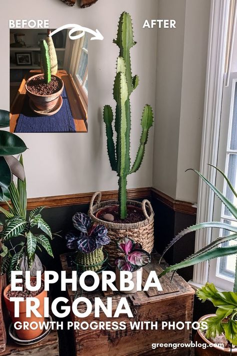 Plant Organization, Indoor Cactus Garden, Euphorbia Plant, Cactus Indoor, Euphorbia Trigona, Plant Obsession, Cactus Arrangement, Cactus House Plants, Plant Friends