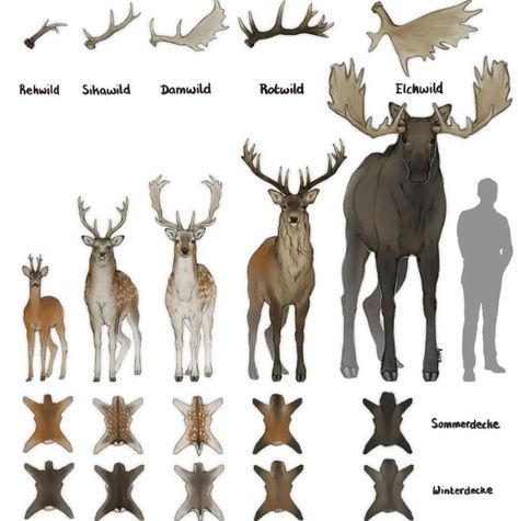 German Cervidae size pelt and antler chart deer Elk Reference, Wilderness Animals, Live In Germany, Comic Ideas, Sika Deer, Deer Photos, Fallow Deer, Art Advice, Roe Deer