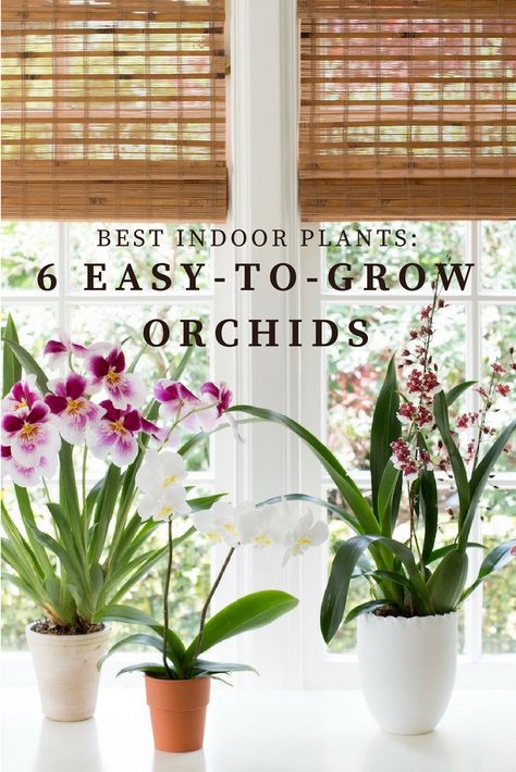 Indoor Orchid Care, Cymbidium Orchids Care, Grow Orchids, Phalaenopsis Orchid Care, Repotting Orchids, Indoor Orchids, Orchid Plant Care, Indoor Plants Styling, Orchid Flower Arrangements