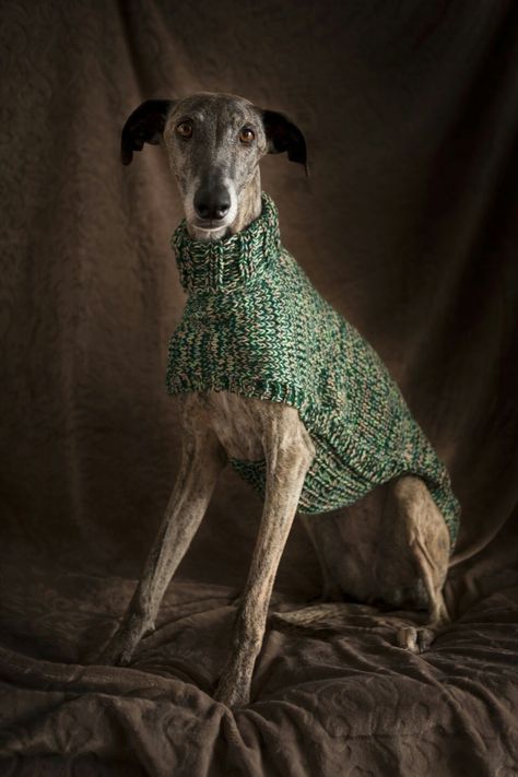 Greyhounds Clothes, Knitted Dog Sweater Pattern, Large Dog Sweaters, Crochet Dog Clothes, Dog Sweater Pattern, Pet Sweaters, Dog Winter Clothes, Knit Dog Sweater, Grey Hound Dog