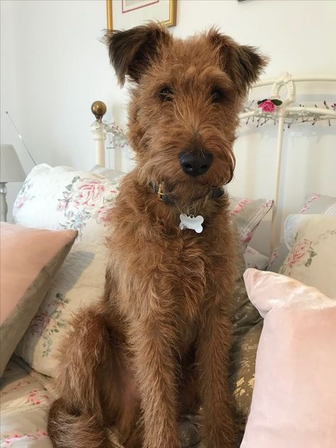 Black Saddle, Welsh Terrier, Irish Terrier, Tan Coat, Terrier Breeds, Wire Fox Terrier, Pretty Dogs, Yorkshire England, Airedale Terrier