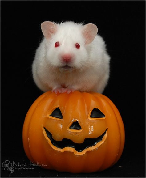 Reference Board, Hamsters, Pumpkin Carving, Art Inspiration, Carving, Halloween, Quick Saves, Art