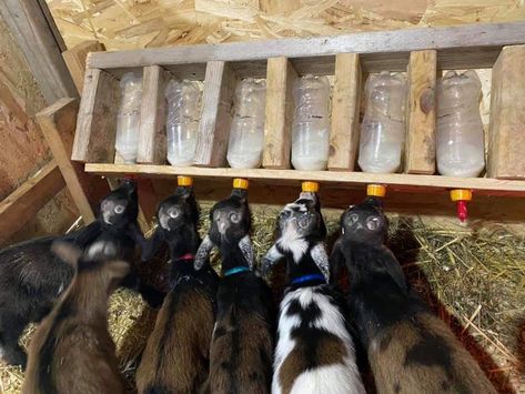 Bottle rack for bottle fed goat kids Goat Bottle Feeder Diy, Pvc Goat Feeder, Goat Bottle Holder, Lamb Bottle Feeder Diy, Diy Milking Stand For Goats, Goat Farm, Bottle Feeding Goats, Diy Goat Hay Feeder With Roof, Milk Bottle Holder