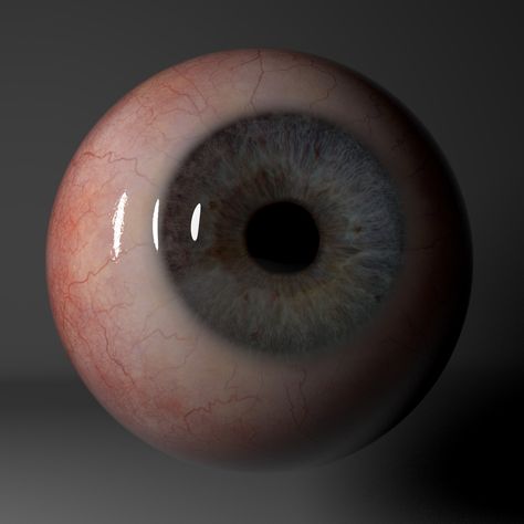 Human Eyeball, Shuffles Cutouts, Eye Model, Eye Texture, Eyeball Art, Eye Eye, Life Paint, Realistic Eye, Round Eyes