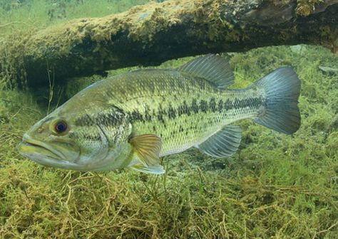 Black Bass Fish, Underwater Habitat, Farm Ponds, Point Tattoo, Fish Taxidermy, Fish Reference, Underwater Drawing, Lake Fish, Large Mouth Bass