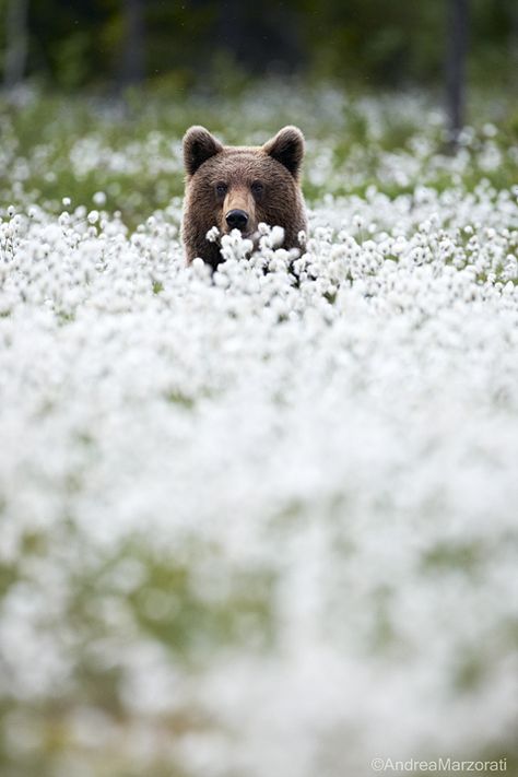 Nosara, Amazing Animals, Animal Planet, Animal Photo, Nature Animals, Brown Bear, 귀여운 동물, Animals Friends, Beautiful Creatures