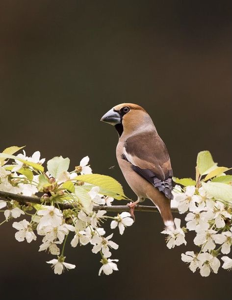 Hawfinch Hawfinch, Chaffinch, Amazing Birds, Bullfinch, Art Brown, Finches, Inspiration Photo, Cardinal Birds, Tropical Birds