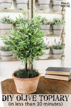 Olivier En Pot, Diy Summer Decor, Topiary Diy, Topiary Tree, Topiary Plants, Budget Home Decorating, Inexpensive Home Decor, Topiary Trees, Affordable Decor