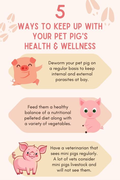 Mini Pig Care, Pet Pig Care, Mini Pig Pet, Pig Diet, Pet Pig, Hoof Care, Mini Pigs, Pet Pigs, Healthy Balance