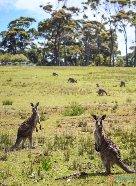 Where to see Kangaroos in Australia The Imposter, Christmas In Australia, Animal Nature, Painting Inspo, Australian Animals, Exploring The World, Come Here, Animal Tattoos, In The Wild