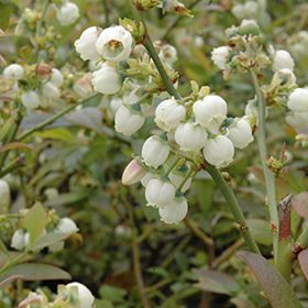 Vaccinium Corymbosum, Blueberry Flower, Highbush Blueberry, Blueberry Plant, Fruits Photos, Blueberry Fruit, Blue Fruits, Full Size Photo, Edible Landscaping