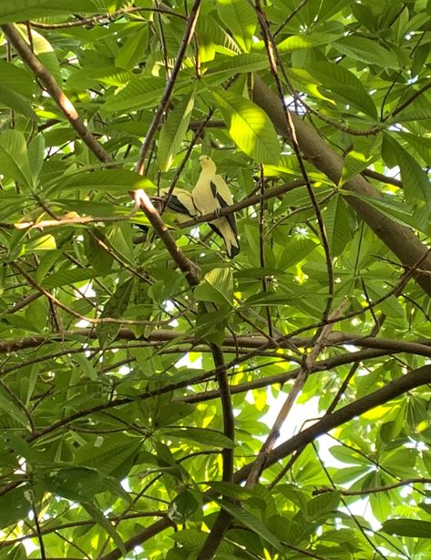 Just some birds in a tree : ) Pic by me Nature Green aesthetic birds tree leaves Nature Green Aesthetic, Aesthetic Birds, Birds In A Tree, Nature Green, Bird Tree, Green Tree, Tree Leaves, Bird Photo, Green Trees