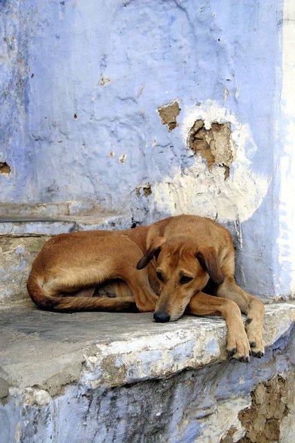 Indian Stray Dog | Quite a typical scene in India. India, Ra… | Flickr Indian Street Dog, Street Animals, Indian Dog, Stray Animals, Street Dogs, India India, Dog Allergies, Figure Sketching, Dog Wallpaper