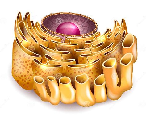 Cell Nucleus and Endoplasmic Reticulum Stock Vector - Illustration of isolated, cell: 63341229 Cell Anatomy, Cell Nucleus, Detailed Anatomy, Endoplasmic Reticulum, Background Illustration, A White Background, Powerpoint Presentation, Anatomy, Stock Illustration