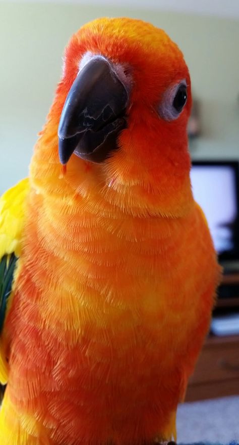 Mango! Mango Bird, Yellow Mango Background, Mango Looks, Sun Conures, Yellow Ring Neck Parrot, Orange Bellied Parrot, Parrot Pet Aesthetic, Dream Pet, Boku No Hero Academia Funny