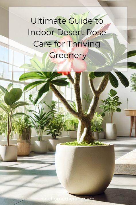 Discover the secrets to lush and thriving Desert Rose plants with our Ultimate Guide to Indoor Desert Rose Care! 🌵✨ Packed with expert tips and easy-to-follow steps, this guide is your go-to resource for creating stunning greenery in your home. Click to explore the best practices for watering, lighting, and more to keep your Desert Rose thriving. Don't miss out on transforming your indoor space—unlock the full potential of your plants today! 📚🌿 #DesertRoseCare #IndoorPlants #GreenThumb Desert Rose Plant Care, Indoor Rose Plant, Desert Rose Care, Rose Plant Care, Desert Roses, Desert Rose Plant, Flowering Succulents, Rose Care, Plant Parent