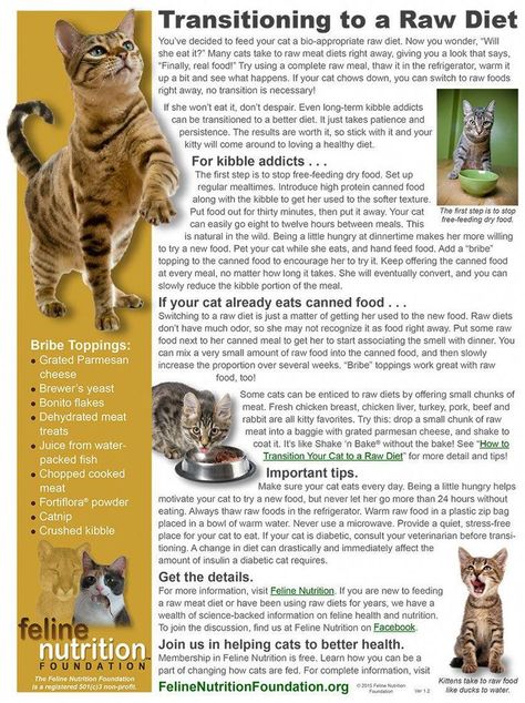 One Page Guide: Transitioning to a Raw Diet - Feline Nutrition #catsguide Feline Nutrition, Raw Cat Food Diet, Diy Cat Food, Raw Cat Food Recipes, Homemade Cat Food, Meat Diet, Cat Diet, Cat Nutrition, Cat Info