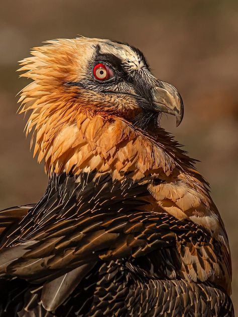 Bearded Vulture, Cool Birds, Raptors Bird, Animal Study, Cool Animals, Animal Reference, Pretty Animals, Animal References, Animal Species