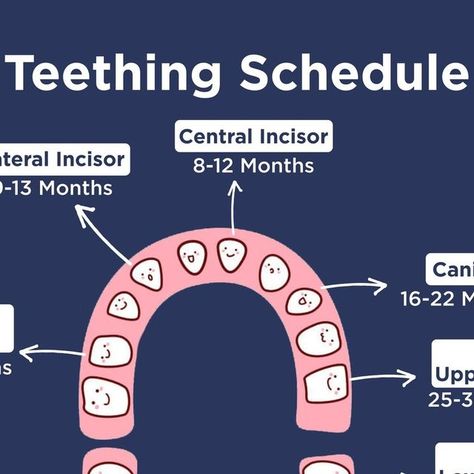 Happiest Baby, makers of SNOO on Instagram: "We love a gummy grin but Baby’s first tooth is a milestone parents look forward to 🦷 Save this post to keep handy for a timeline on when to expect those tiny teeth to make their debut. And don't forget to click the 🔗 in bio for all you need to know about your baby’s teething journey." Teething Timeline, Baby Teeth Chart, Baby Teething Chart, Baby Tooth Chart, Teething Chart, Teething Signs, Teething Symptoms, Tooth Chart, Baby Gums