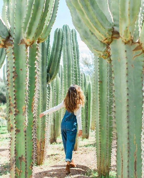 29 Likes, 1 Comments - cactus collector (@cactus_collector) on Instagram: “#cactuscollector #cactus #cactos #cacti #nature #green #naturelovers #kaktus #кактус #plant #design…” Cactus Photoshoot, Desert Botanical Garden, Green Cactus, Arizona Travel, Diy Landscaping, Cactus Y Suculentas, Cactus Garden, Plant Mom, Pinterest Photos