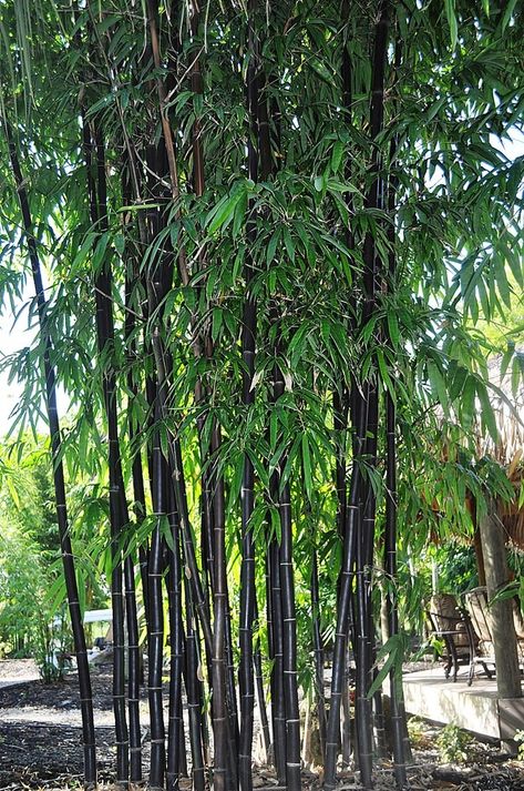 Black Bamboo Plant, Phyllostachys Nigra, Bamboo Species, Clumping Bamboo, Plants Nursery, Bamboo Roots, Red Bluff, Bamboo Plant, Inside Plants