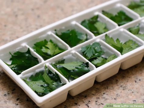 Freeze Parsley, Freezing Parsley, Freezing Cilantro, Parsley Recipes, Parsley Pesto, Freezing Herbs, Preserving Herbs, Harvesting Herbs, How To Make Pesto