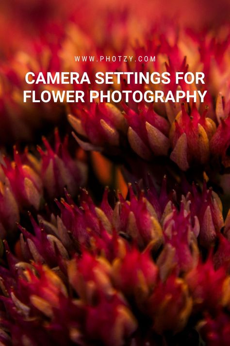 The colors, textures, and shapes of a flower lend themselves to beautiful imagery - but photographing flowers can be challenging. We’ll discuss the gear you need and camera settings to get started. Flower Photography Tips, How To Photograph Flowers, Flower Photography Ideas, Photographing Flowers, Macro Flower Photography, Flower Film, Flower Camera, Photo Tricks, Nikon D7500