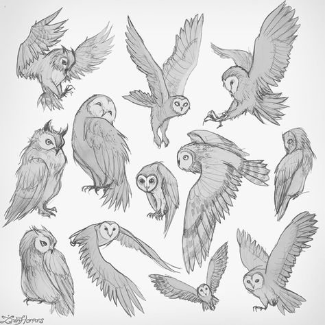 Owl's sketches for today's warm up 🦉✏️ Owl Drawing Sketches, Owl Anatomy, Owl Drawing Simple, Flying Bird Drawing, Poses Sketch, Tattoo Birds, Owl Sketch, Fly Drawing, Owl Drawing