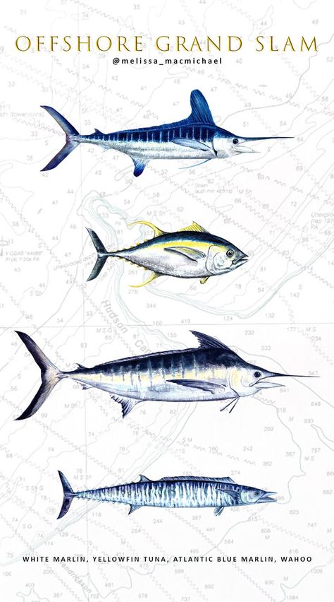 All illustrations by Melissa MacMichael. Hand painted fish, ocean fish, marlin, white marlin, billfish, Mid-Atlantic Tournament, sport fish, sport fishing, atlantic wildlife, Blue Marlin, Wahoo, Bigeye, Yellowfin tuna, license, watercolor, ocean theme, nautical, marine, wildlife art, ocean art, children, youth, father, father's day, dad, fishing, offshore,hudson canyon, salt water fishing, seafood, atlantic #seewhatsoutthere White Marlin, Marine Wildlife, Painted Fish, Streetwear Ideas, Yellowfin Tuna, Salt Water Fishing, Blue Marlin, Fly Fishing Rods, Watercolor Ocean