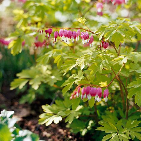 Every year, gardeners fall in love with these Old-Fashioned Bleeding Heart: http://www.bhg.com/gardening/flowers/perennials/the-best-perennials-for-shade/?socsrc=bhgpin071814oldfashionedbleedingheart&page=4 Perennials For Shade, Flowering Shade Plants, Best Perennials For Shade, Garden Shade, Shade Loving Perennials, Shade Garden Plants, Best Perennials, Shade Flowers, Shade Perennials