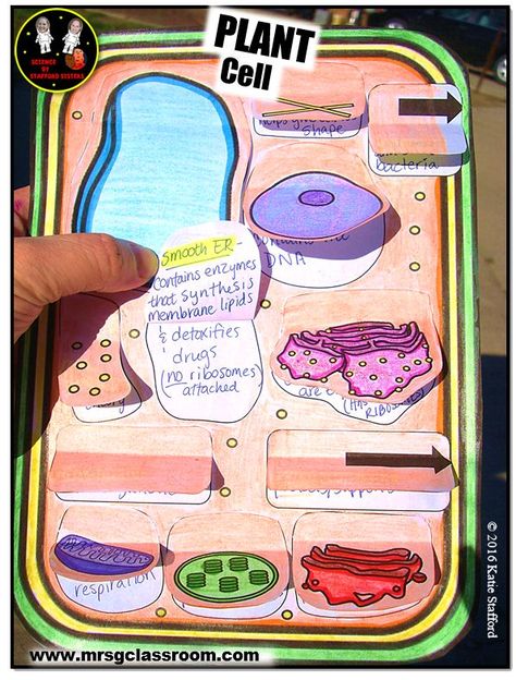 Biology Cell, Science Cells, Cells Project, Cell Model, Biology Classroom, Science Notebook, Interactive Science, Science Notebooks, Interactive Science Notebook