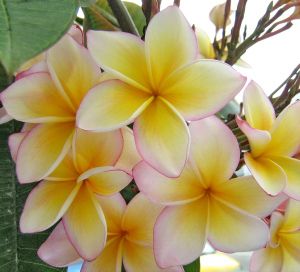 Plumeria Girls Road Trip, Lei Flower, Flower Lei, Flower Pot Design, Plumeria Flowers, Hawaiian Flowers, Edible Plants, Edible Flowers, Exotic Plants