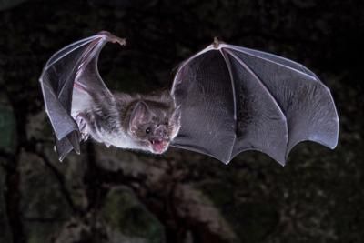 Vampire Bats, Bat Species, Small Frog, Vampire Bat, Photo Competition, Wildlife Conservation, Central America, Dracula, Scientists