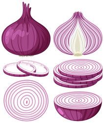 Onion Drawing, Hand Work Embroidery, Food Illustrations, Psd Files, Red Onion, Png Images, Vector Images, How To Draw Hands, Portfolio