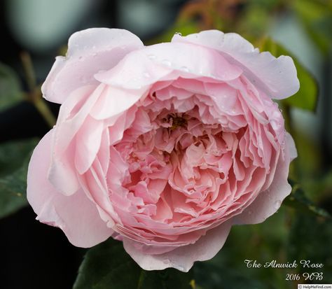 Alnwick Rose, The Alnwick Rose, Yardley English Rose, Eglantyne Rose David Austin, David Austin Roses Lady Of Shalott, Wild Irish Rose, Rose Photos, Peonies, Blossom