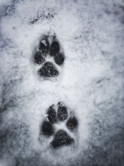 Wolf Paws, Shadow Wolf, Werewolf Aesthetic, Wolf Tattoo Sleeve, Wolf Paw, Wolf Stuff, Wolf Photos, Wolf Spirit Animal, Wolf Love