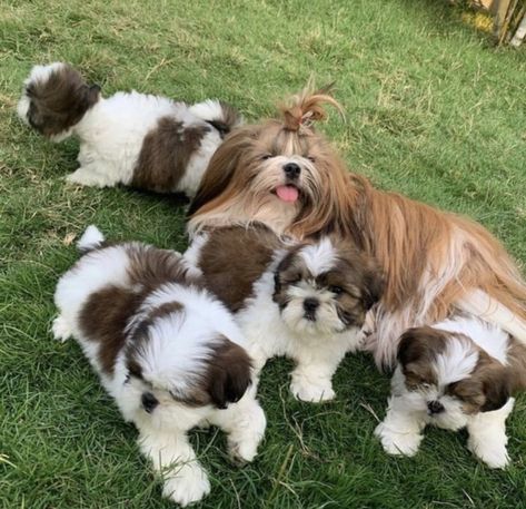 Shih Tzu Puppies For Sale | Louisville, KY Female Shih Tzu, Cute Puppies For Sale, Shih Tzu For Sale, Shichon Puppies, Shitzu Puppies, Shih Tzu Puppies, Most Beautiful Dogs, Pet Corner, Rottweiler Puppies